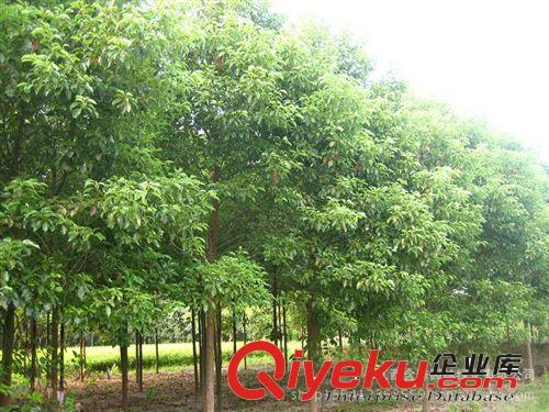 低價(jià)銷(xiāo)售米徑8-12cm移栽3年香樟