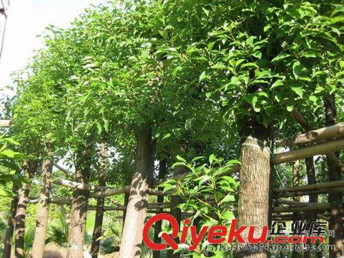 低價(jià)銷售米徑8-12cm移栽3年香樟