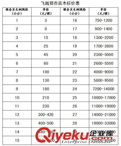 供應大量的優質的銀杏苗木 銀杏喬木