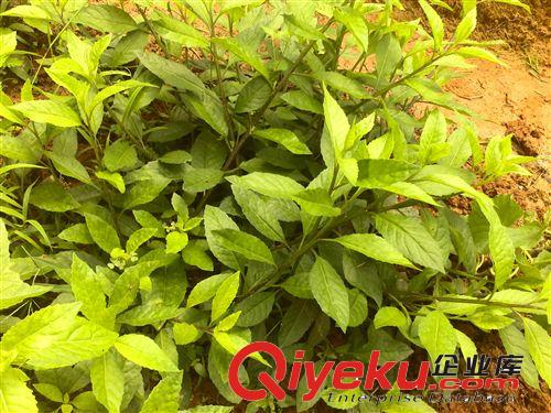 郵購、批發菊仙草種苗、自繁自育、自產自銷、可用于治中老年三高原始圖片2