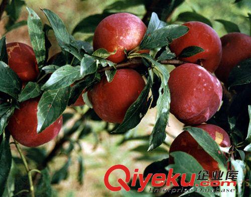 預(yù)訂今冬優(yōu)質(zhì)珍稀果樹(shù)美國(guó)蛇李苗，可以郵購(gòu)，假一倍十，量大優(yōu)惠