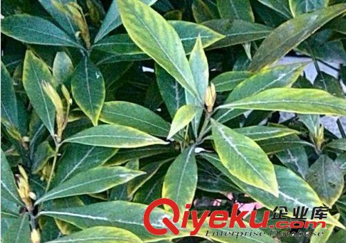 供應(yīng)大規(guī)格月月桂花樹苗，同時(shí)供應(yīng)種規(guī)格小苗桂花