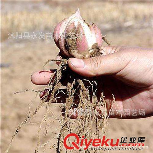 供應向日葵 食用 切花觀賞花卉種子 蔬果種子 美國葵花籽種子