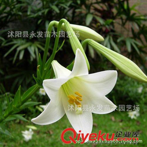 種球花卉 盆栽植物 百合花種球 香水百合花種子 庭院植物觀花植物原始圖片3