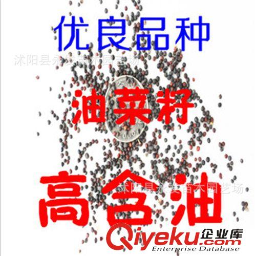 花木種子 日本櫻花種子 江戶櫻花樹 美化庭院 綠化苗木種子