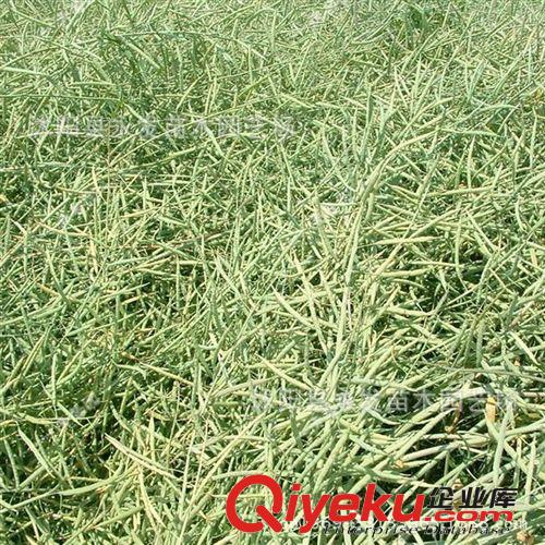 批發 新采摘 冬春 油菜籽種子 油菜花種子 確保發芽率出油量高原始圖片2