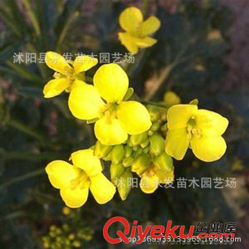 批發 新采摘 冬春 油菜籽種子 油菜花種子 確保發芽率出油量高原始圖片3