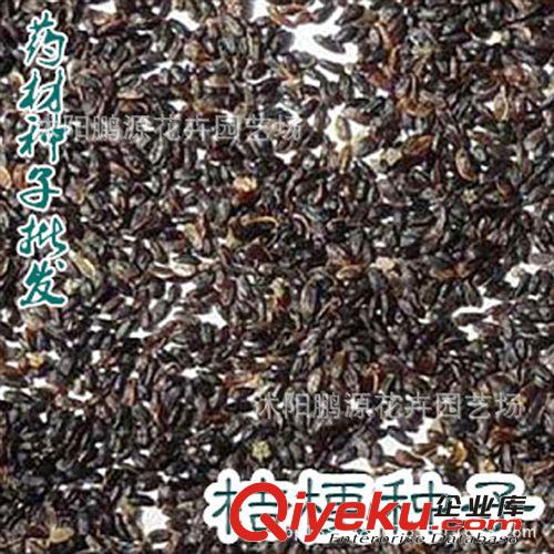 批發黃花臘梅紅花臘梅垂梅榆葉梅綠梅美人梅 各種梅花種子