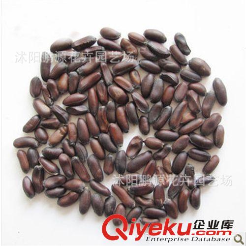 小粒咖啡種子 咖啡豆 咖啡種 卡蒂姆CATIMOR 200g