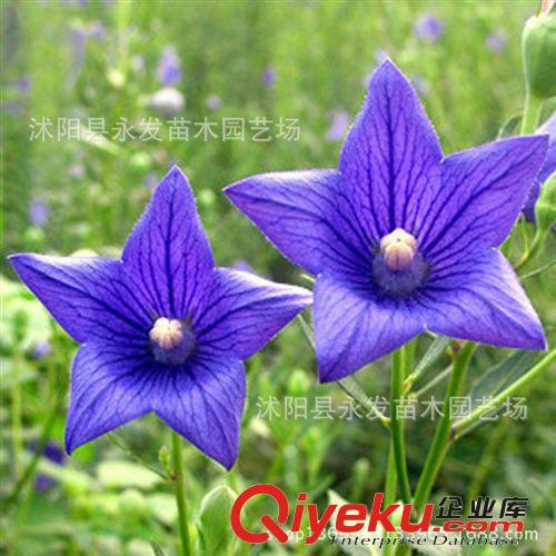 新采優(yōu)質(zhì)秋楓種子 精選花木種子 批發(fā)苗木種子秋楓 純度高 芽率高