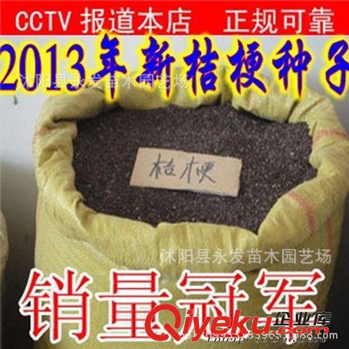 專業(yè)批發(fā)中藥材種子 13年新產(chǎn)優(yōu)質(zhì)桔梗 純新桔梗包發(fā)芽原始圖片3