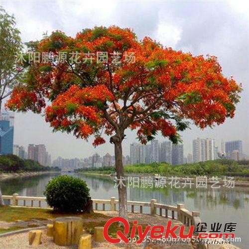 林木種子 鳳凰木種子 紅花楹樹 鳳凰樹 火樹 紅花楹種子原始圖片2