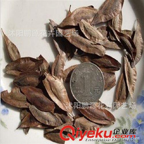 供應(yīng)新采花椒種子香椒山椒狗椒紅椒種子大紅袍花椒種子 刺籬笆
