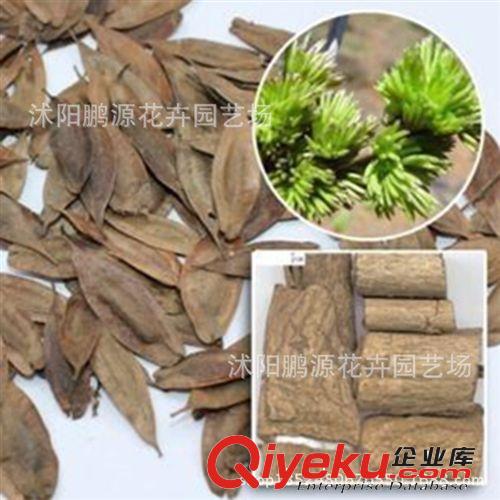 批發(fā)林木樹木 藥材杜仲種子 別稱:絲楝樹皮絲棉皮棉樹皮膠樹原始圖片2