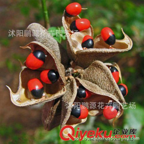 批發(fā)林木樹木 藥材杜仲種子 別稱:絲楝樹皮絲棉皮棉樹皮膠樹原始圖片3