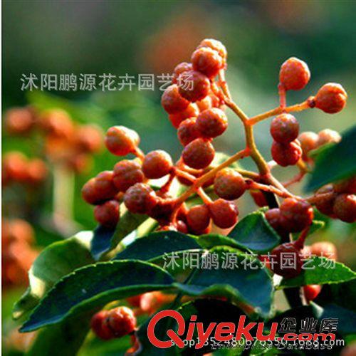 供應(yīng)新采花椒種子香椒山椒狗椒紅椒種子大紅袍花椒種子 刺籬笆原始圖片3