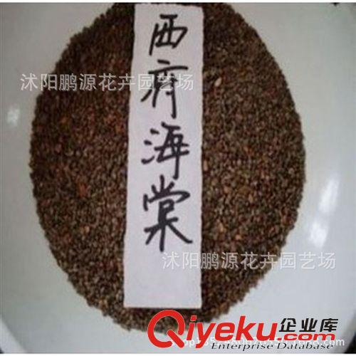 盆栽菊花 菊花苗 四季菊花 菊花小苗 當年開花 多個品種泡茶