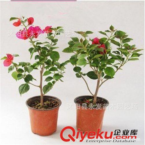 藤本三角梅盆栽苗盆景三角梅樹苗盆載花苗 三角梅重瓣大苗三年苗原始圖片2