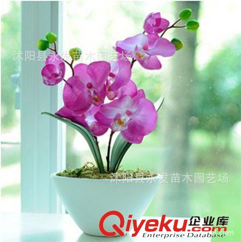 供應盆栽花卉綠植 幸運花 八仙繡球花苗 繡球花 綠色植物 繡球苗