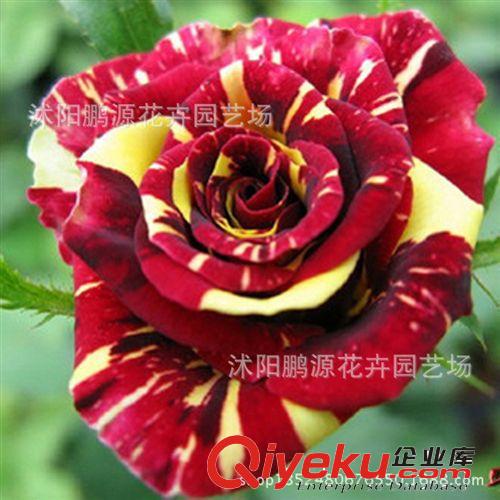 批發盆栽玫瑰苗多頭箭葉紅玫瑰高雅亮節月季花苗玫瑰花苗盆栽花卉原始圖片3