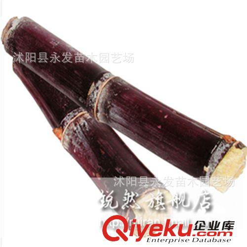 蔬菜批發(fā) 空心菜種子 水上空心菜 水陸兩種小葉大葉長葉