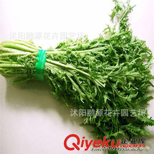 批發(fā)蔬菜種子 花葉雪里蕻 雪里紅 雪菜 春不老 雪里翁蔬菜種子原始圖片3