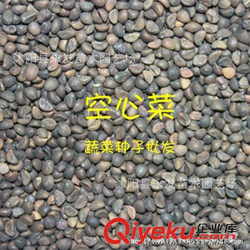 蔬菜種子家庭陽臺(tái)種植 茼蒿種子 中板葉 蔬菜種子批發(fā) 散裝