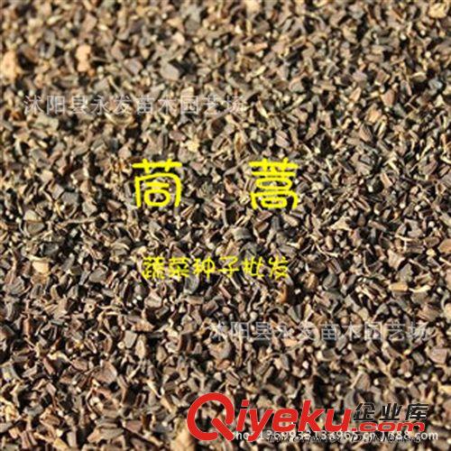 蔬菜苗 韭菜苗 韭菜根 盆栽韭菜 新鮮韭菜根 四季播種 種植技術(shù)