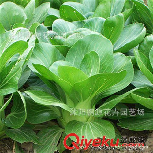 批發蔬菜 上海五月慢小青菜種子 蔬菜種子果蔬 青菜庭院家庭原始圖片2