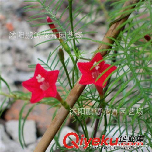 批發(fā)花草種子 羽葉蔦蘿 密蘿松 五角星花草花種子 庭院陽臺(tái)原始圖片3