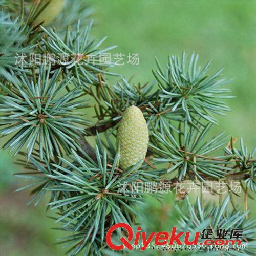 大量出售zz雪松種子價格 雪松苗價格 雪松種子種植方法原始圖片2