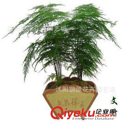 大量出售zz雪松種子價格 雪松苗價格 雪松種子種植方法