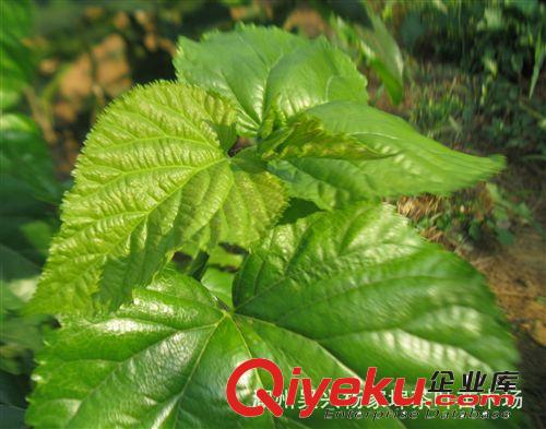 茶蒲子精選精制桑葉茶 （美容養身茶）35克  自產自銷原始圖片3