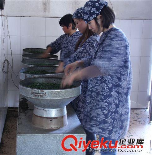 手工精選精制冬桑葉茶 美容保健  散裝 自產自銷  10公斤起批原始圖片3