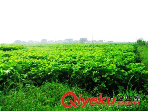 茶蒲子精選精制桑葉茶 美容保健 自產(chǎn)自銷散裝原始圖片3