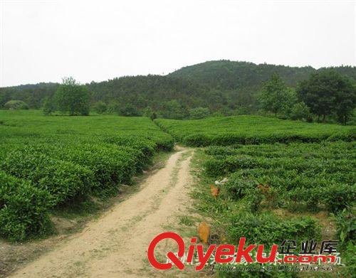茶蒲子雨前綠茶 散裝  自產自銷原始圖片2
