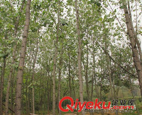 【意楊 】速生楊胸經(jīng)10—12公分