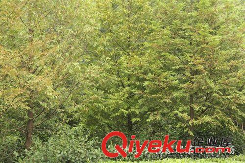 【水杉出售】8—10厘米