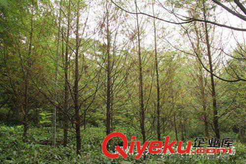 出售水杉  8—10厘米
