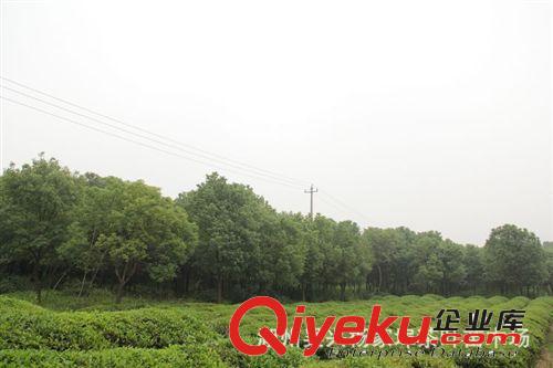 香樟樹   胸經(jīng)12公分--30公分