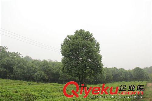 香樟樹   胸經(jīng)12公分--30公分