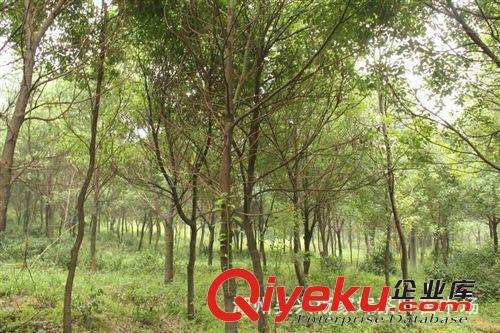 香樟樹   胸經(jīng)12公分--30公分