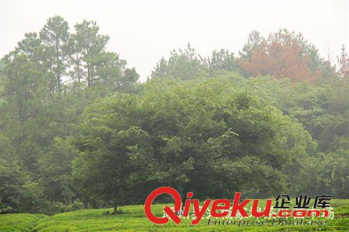 出售多規(guī)格  多形態(tài)  樸樹 歡迎來電咨詢