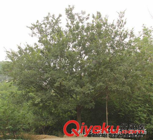 出售多規格  多形態  樸樹 歡迎來電咨詢