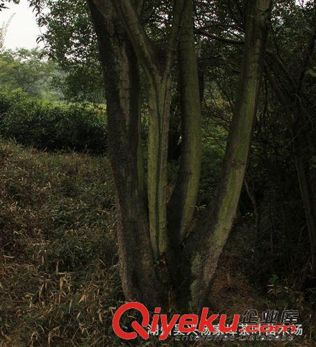 出售多規格  多形態  樸樹 歡迎來電咨詢