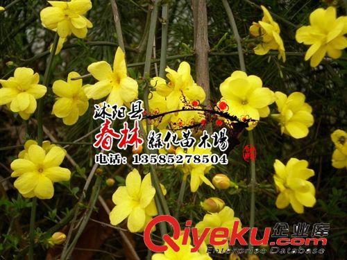 基地直銷優(yōu)質綠化灌木 黃馨 云南黃馨 規(guī)格齊全批發(fā)黃馨小苗原始圖片2