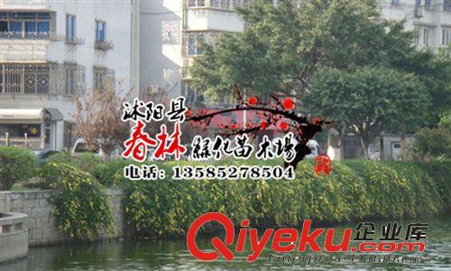 基地直銷優(yōu)質綠化灌木 黃馨 云南黃馨 規(guī)格齊全批發(fā)黃馨小苗原始圖片3