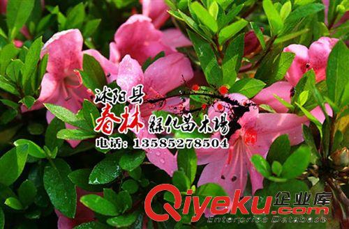 供應石巖杜鵑 別名東洋杜鵑 朱砂杜鵑 春鵑 石巖杜鵑價格 杜鵑原始圖片2