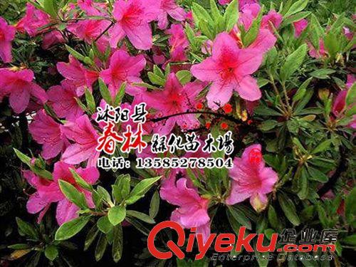 供應石巖杜鵑 別名東洋杜鵑 朱砂杜鵑 春鵑 石巖杜鵑價格 杜鵑原始圖片3