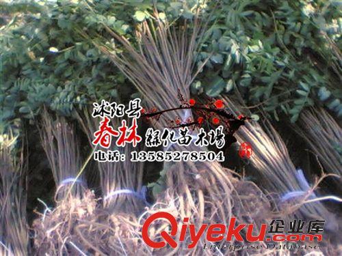 供應石巖杜鵑 別名東洋杜鵑 朱砂杜鵑 春鵑 石巖杜鵑價格 杜鵑